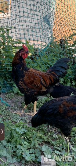 Молодые петушки