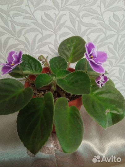 Фиалки зацветающие и цветущие