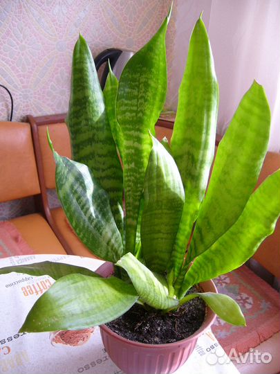 Сансевиерии