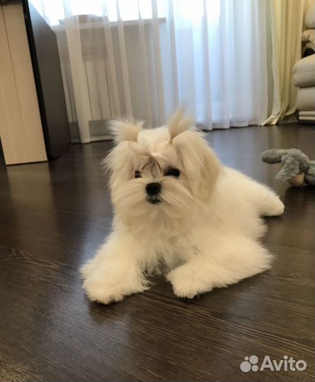 Мини мальчик мальтезе
