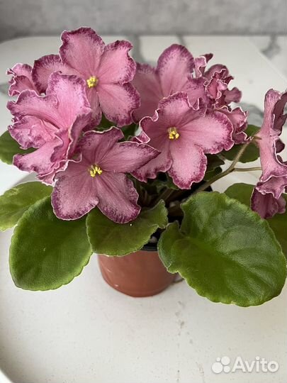 Фиалки цветущие