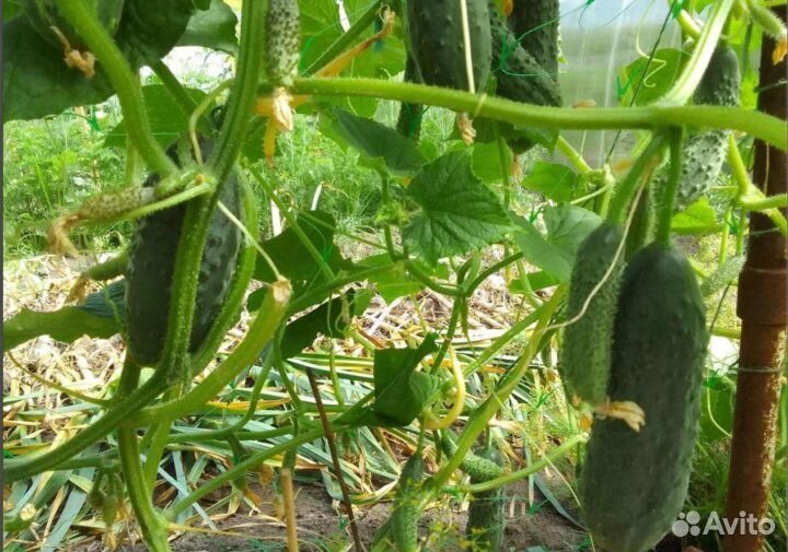 Огурцы свежие домашние