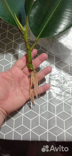 Отростки фикуса каучуконосного