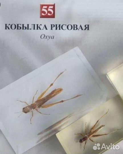 Насекомые и их знакомые