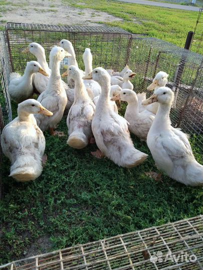 Утка подрощенная