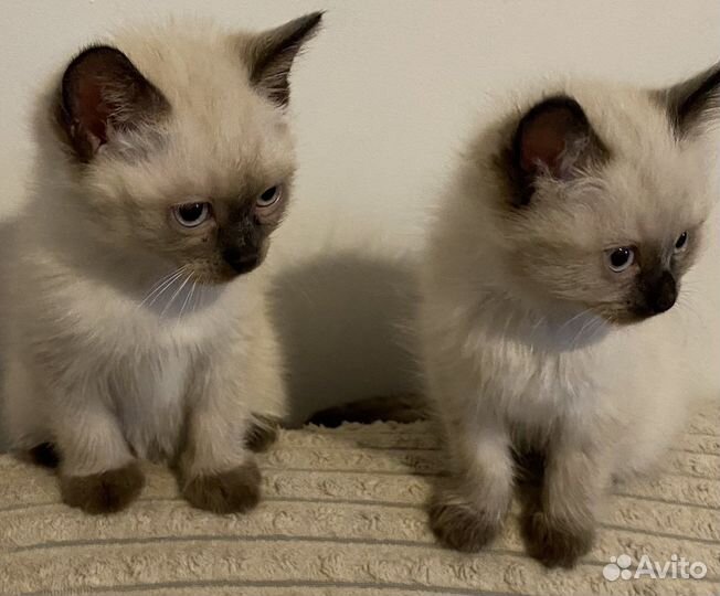 Сиамские котята