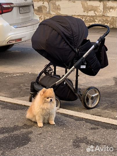 Коляска 2 в 1 adamex chantal