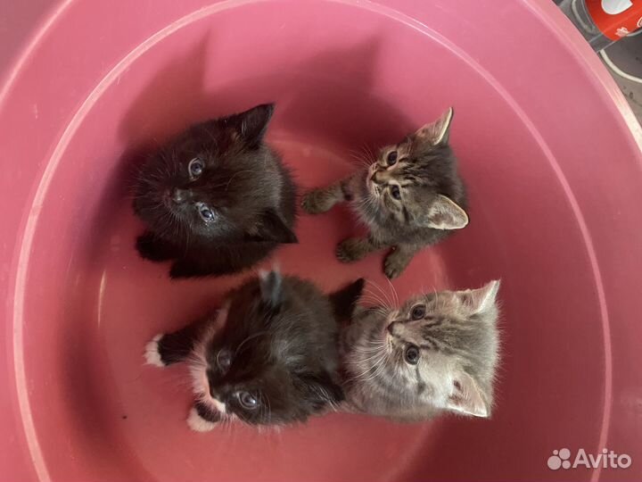 Котята в добрые руки