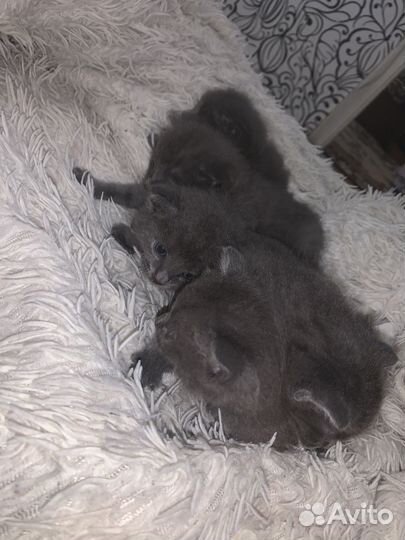 Котята от британца бесплатно