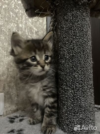 Котята Мейн-кун