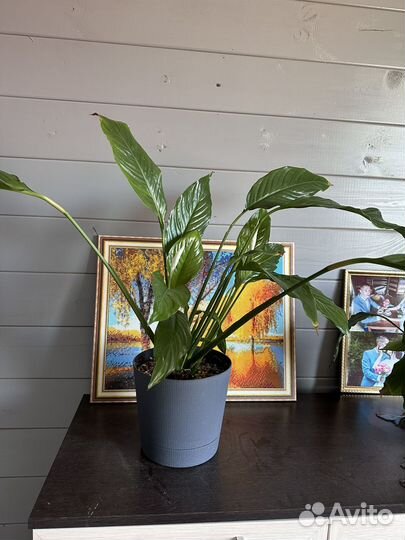 Спатифиллум