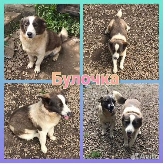 Собачка девочка стерилизованная