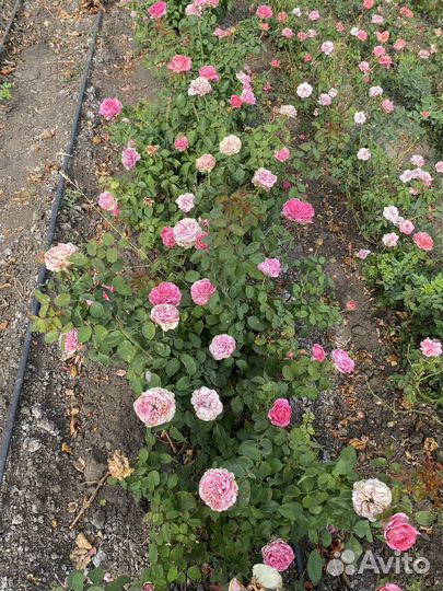 Саженцы опт