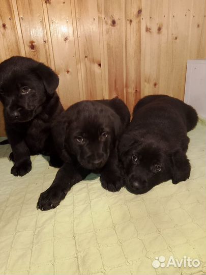 Щенки лабрадора