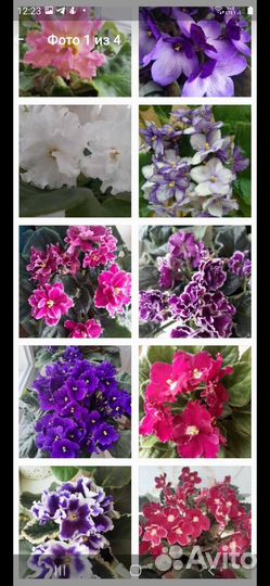 Лимоны и другие комнатные растения