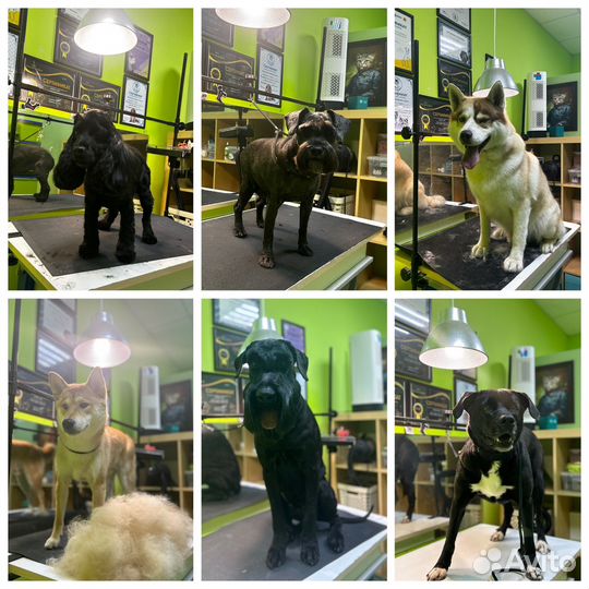 Грумер Салон красоты для животных 