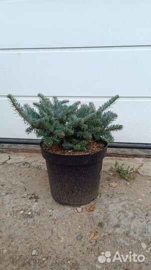 Пихта корейская 2 (подробности в описании)