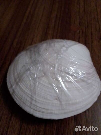 Морские ракушки