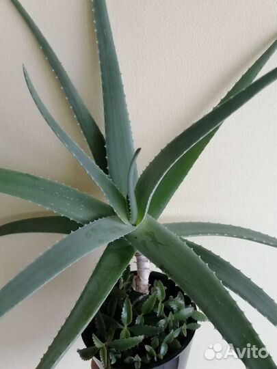 Алоэ африканский