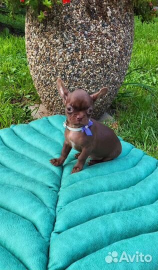 Шоколадный брутальный малыш