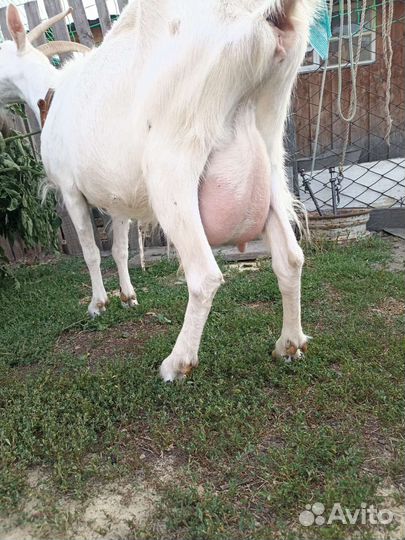 Продам молодую козу