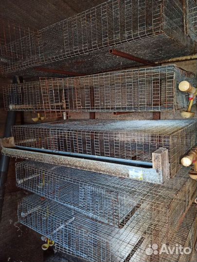 Клетки для перепелов бу