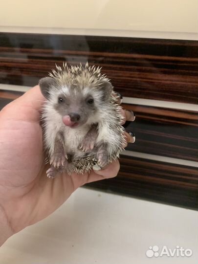 Африканские ежи, ручные ежики (выбор окрасов)