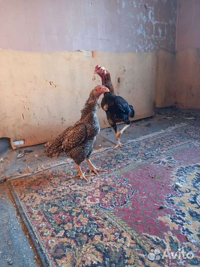 Бойцовые куры