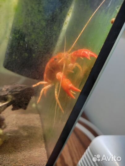 Карликовый мексиканский рак