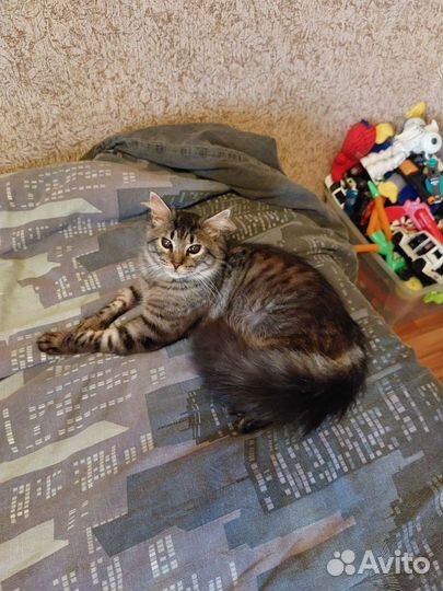 Кошки в добрые руки бесплатно