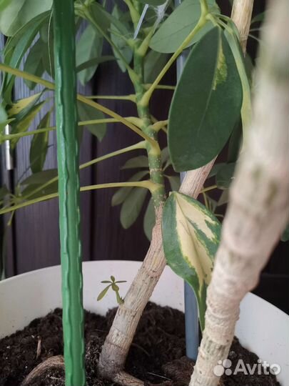 Шеффлера. Домашнее растение