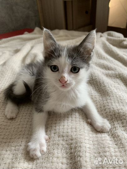 Котенок 3,5 месяца