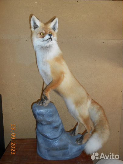 Чучело лисы