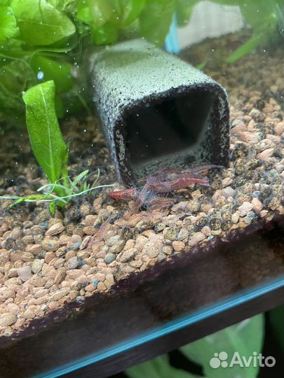 Аквариум 20л