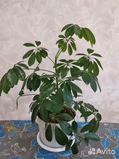 Шефлера