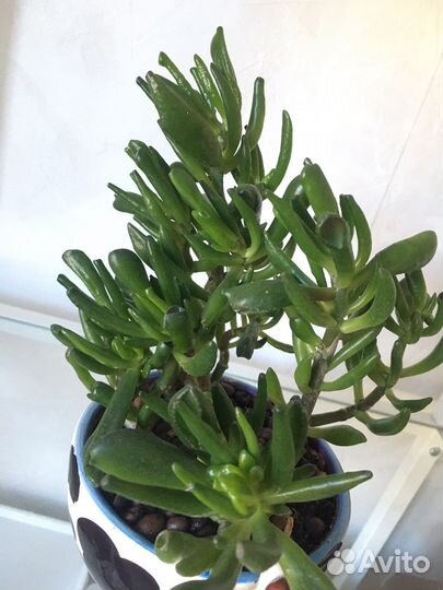 Цветы для офиса