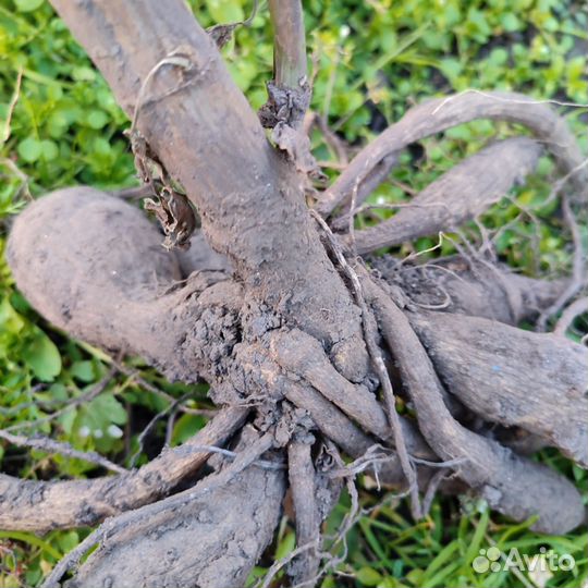 Георгина Эвелин корни