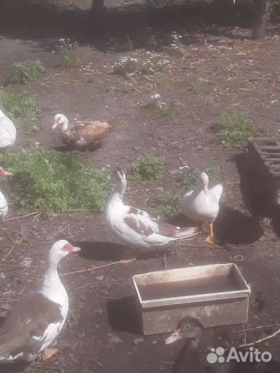 Мускусные утки