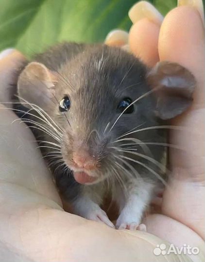 Питомник. Дамбо крысы, крысята, крыса
