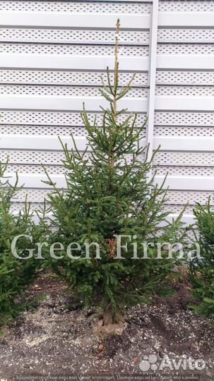 Ель сибирская, саженцы от 1 м