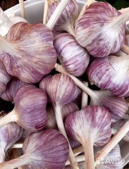 Зимний чеснок