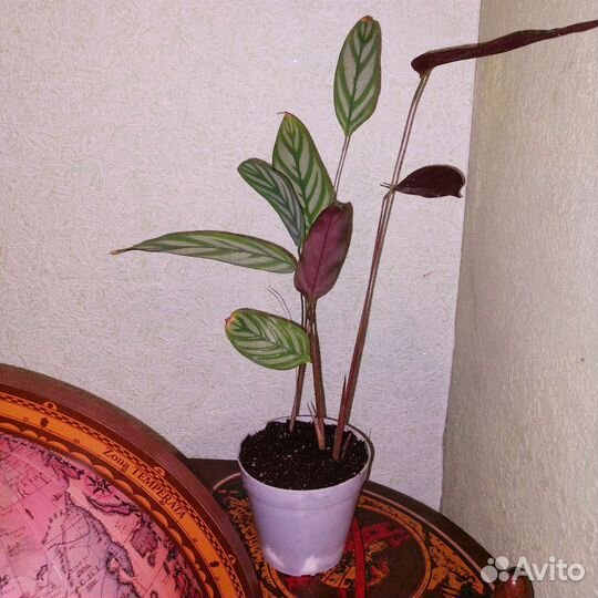 Калатея ктенанта