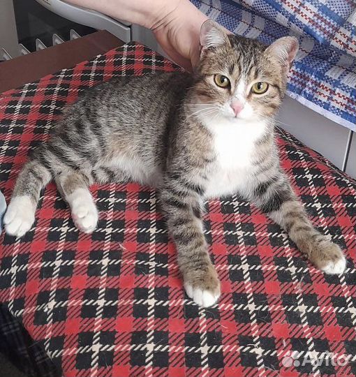 Кошка