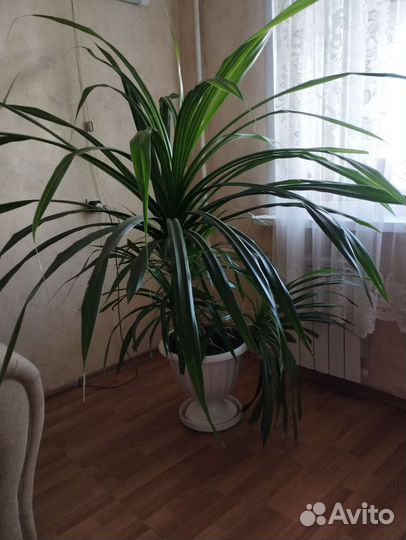 Комнатные цветы панданус