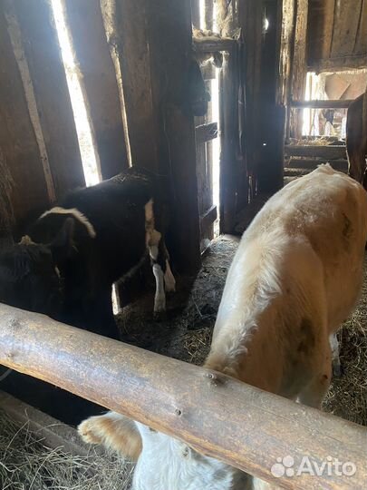 Бычки и телочки