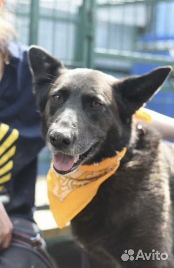 Собака-мечта из приюта