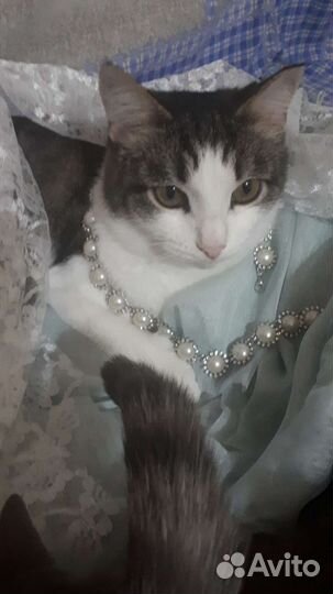 Даша хочет домой