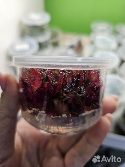 Растения аквариумные (меристемные и т.д.) Тайланд