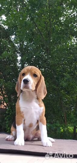 Щенки бигль РКФ