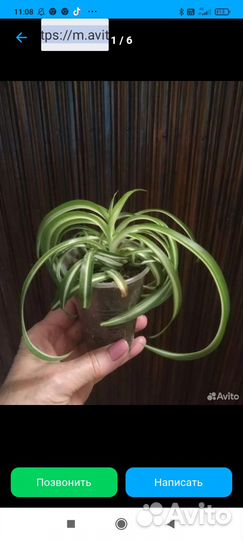 Хлорофитум Бонни